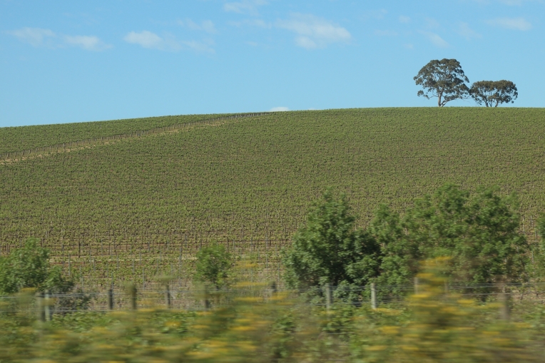 Clare Valley countryside