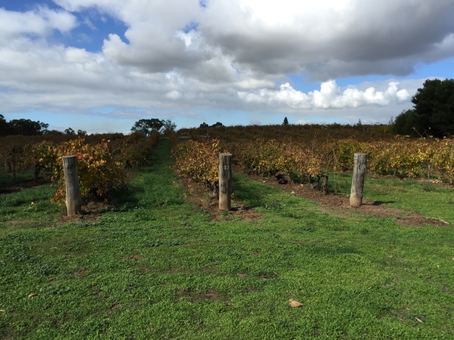 The Freedom Vineyard at Langmeil - some of the oldest Shiraz vines in the world, 5 minutes from home